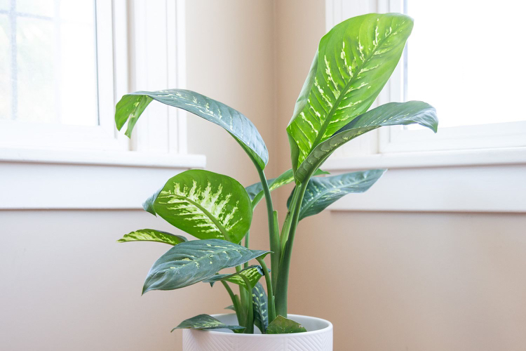 Indoor plant (trunk and pot) - photo 2
