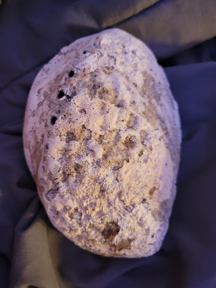 Abalone Shell Incense Holder - photo 2