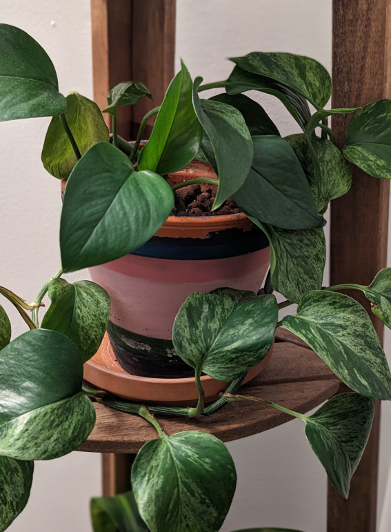 Marble Queen Pothos Plant 🌱 (medium) - photo 2