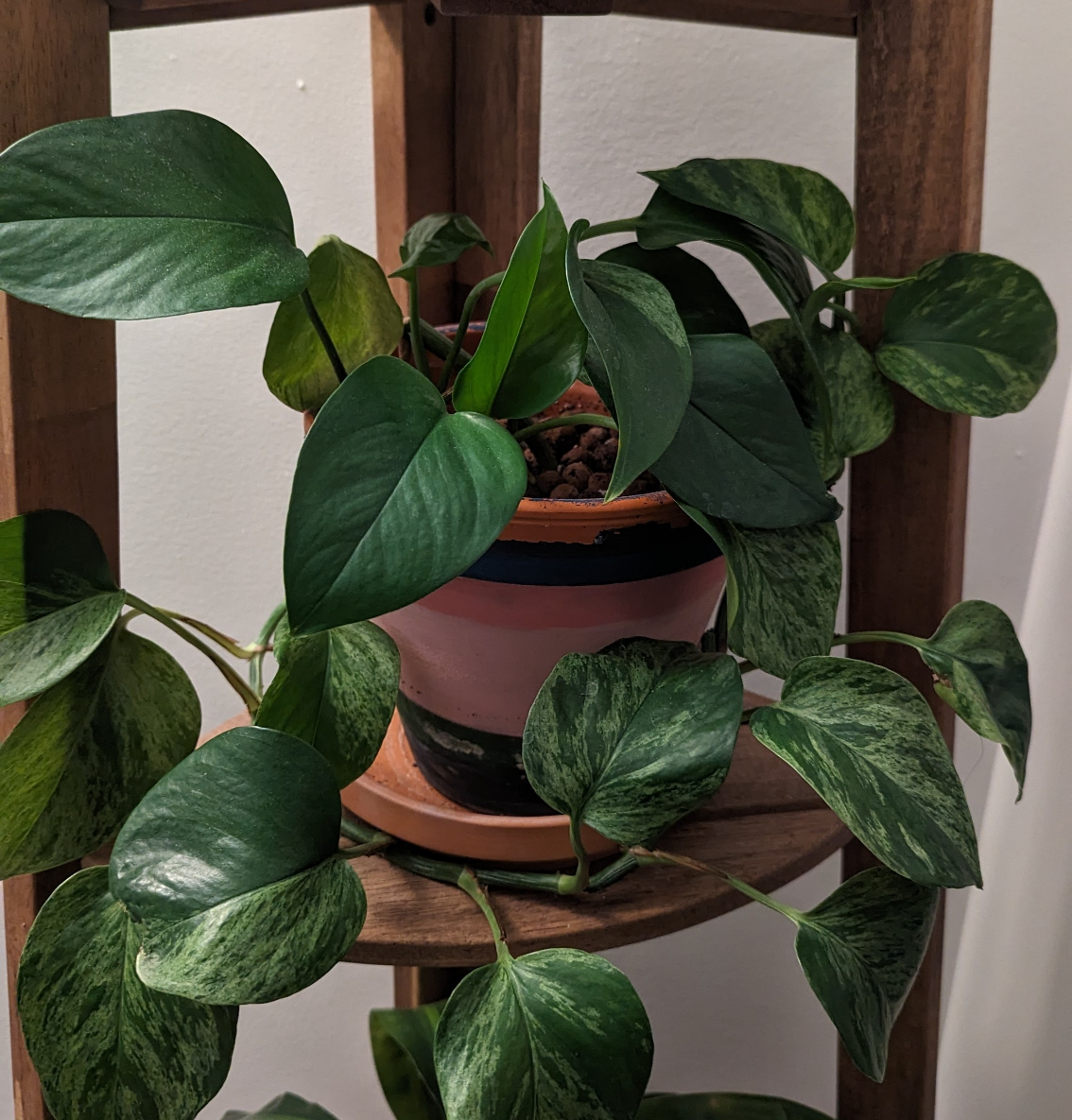 Marble Queen Pothos Plant 🌱 (medium) - photo 3