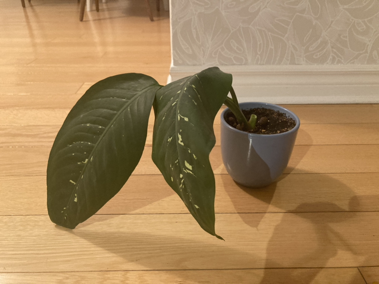Indoor plant thumbnail