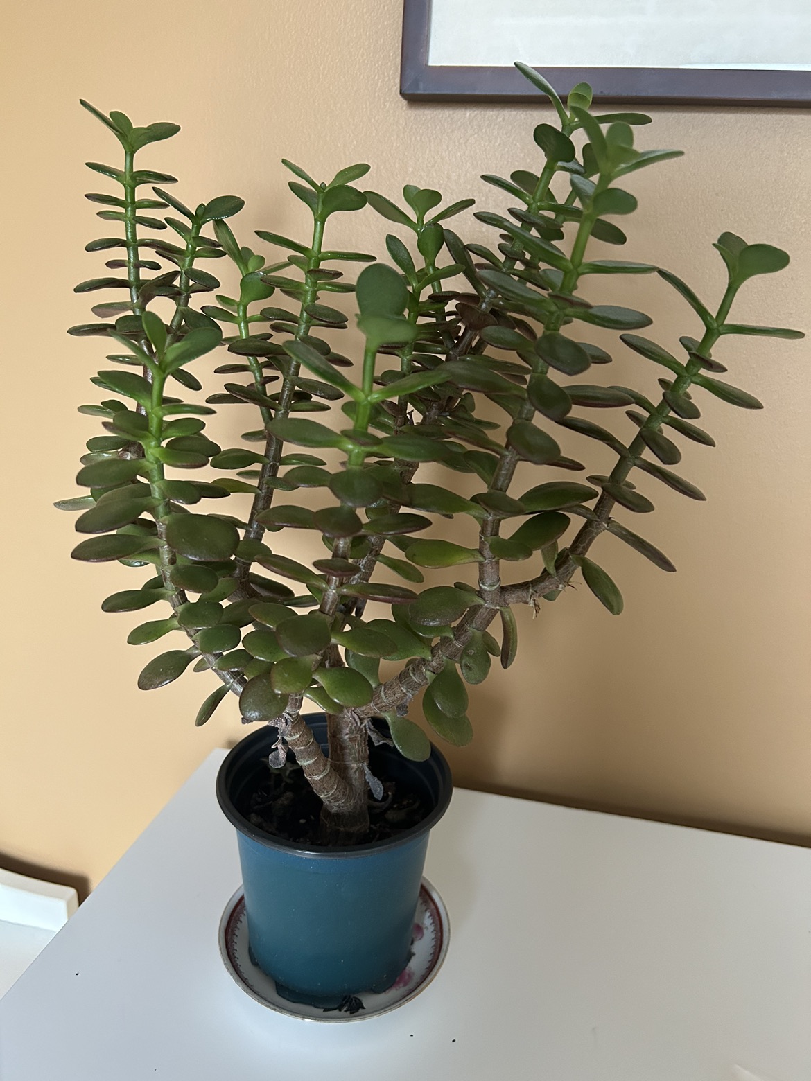 #freecycle Jade tree thumbnail