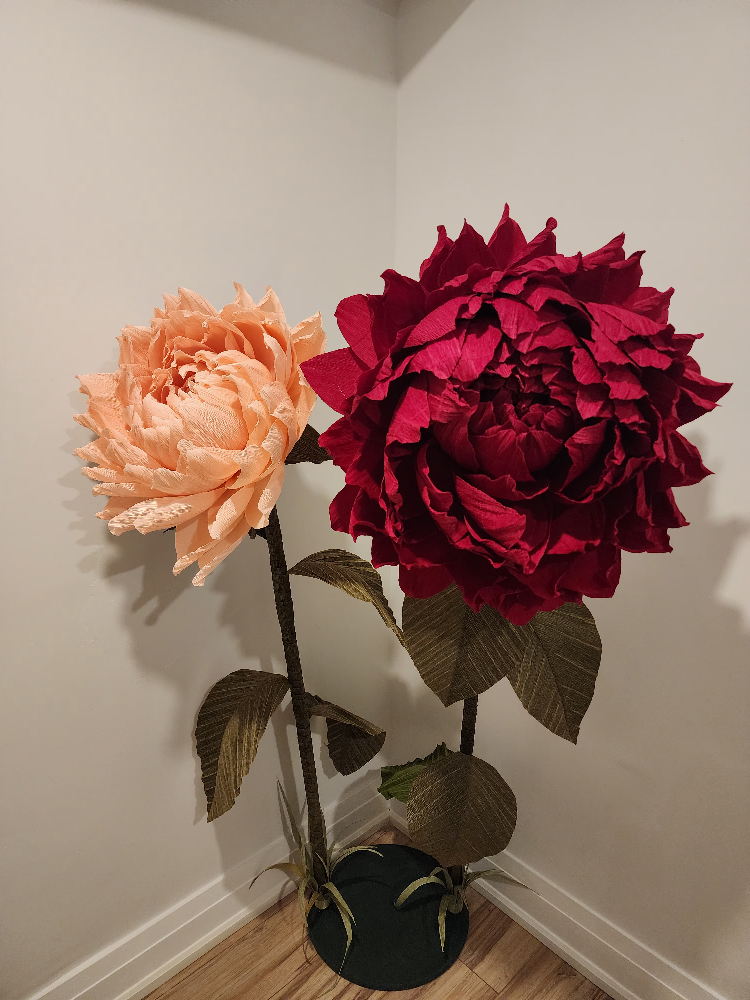 SALE! Beautiful Giant Peonies