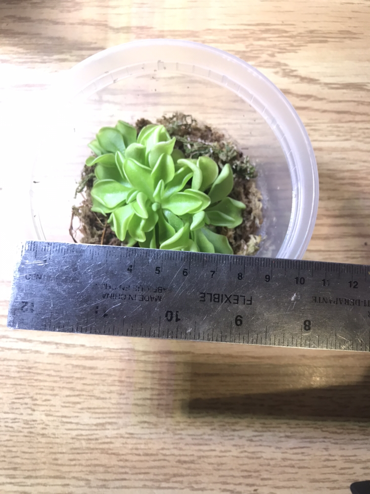Pinguicula/Butterwort (Carnivorous Plant) image indicator(3)