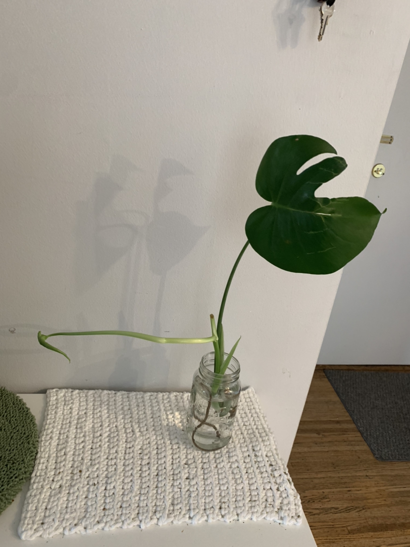 Monstera propagation B #freecycle thumbnail