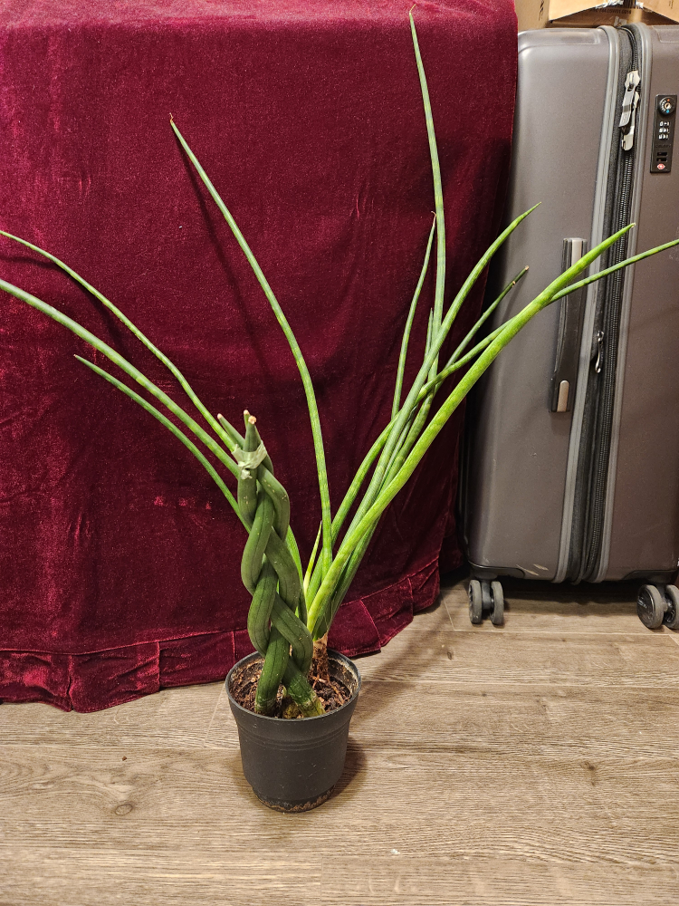 fernwood snake plant thumbnail