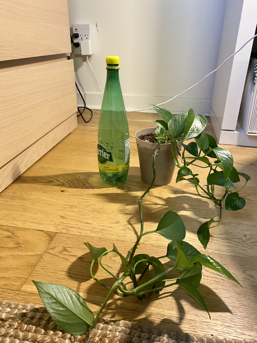 Golden Pothos Plant image indicator(2)