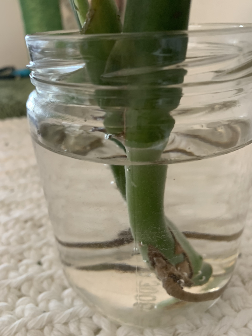 Monstera propagation C #freecycle image indicator(3)