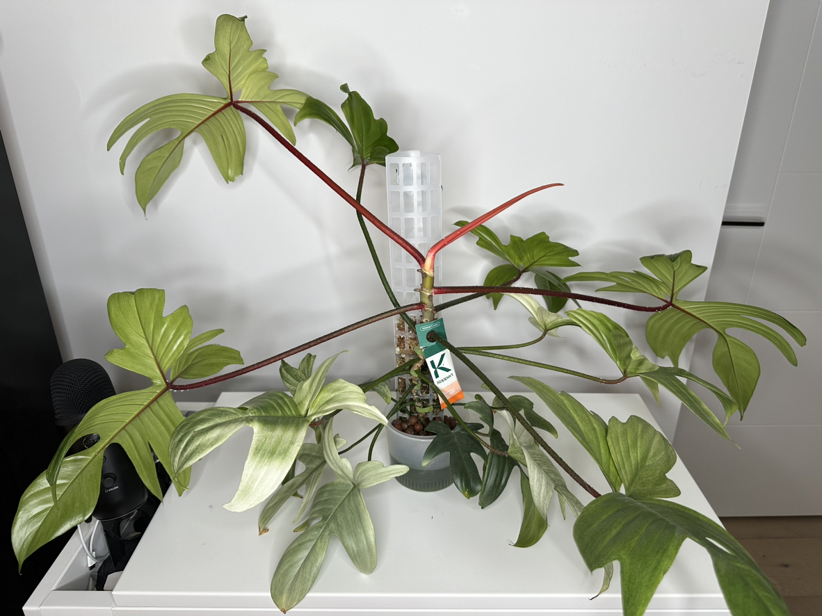 Philodendron Florida ghost thumbnail
