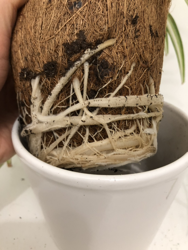 Spider plants $10@downtown Set No.2 White pot is NOT included image indicator(2)