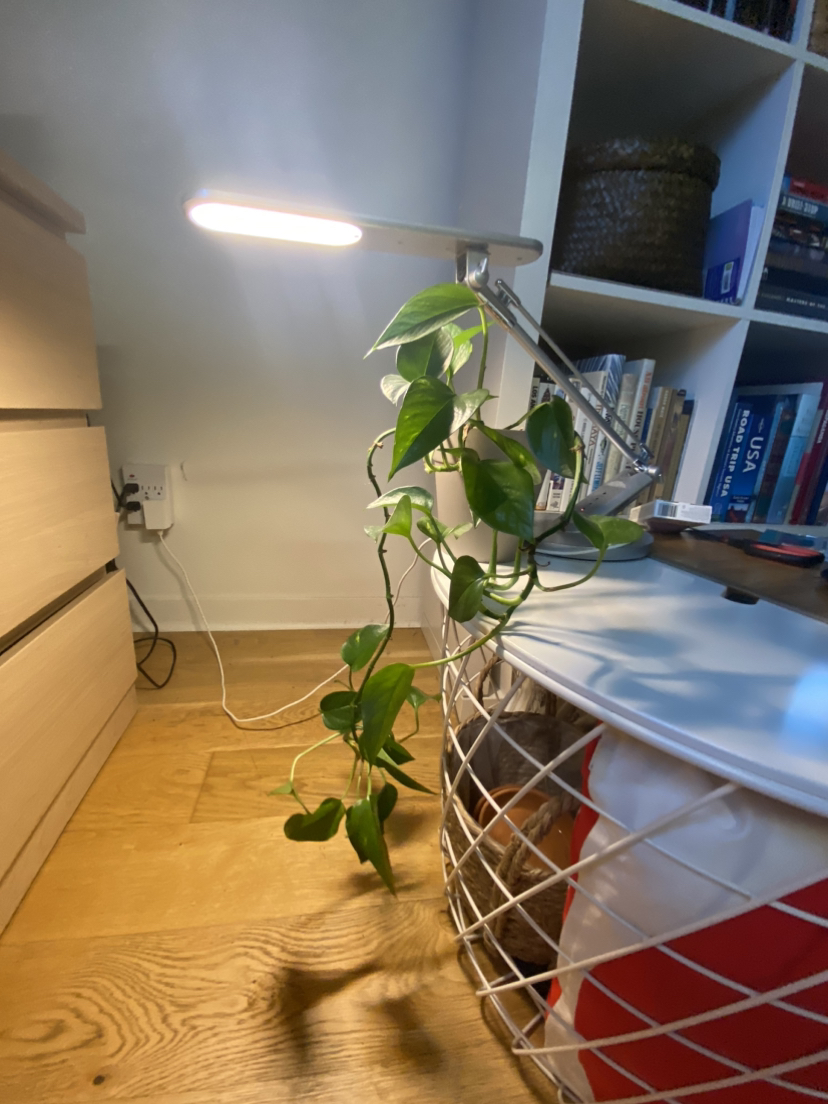 Golden Pothos Plant image indicator(3)