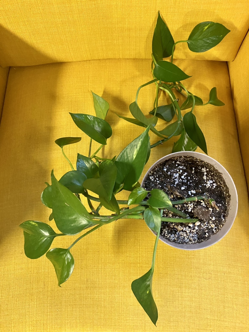 Golden Pothos Plant image indicator(5)