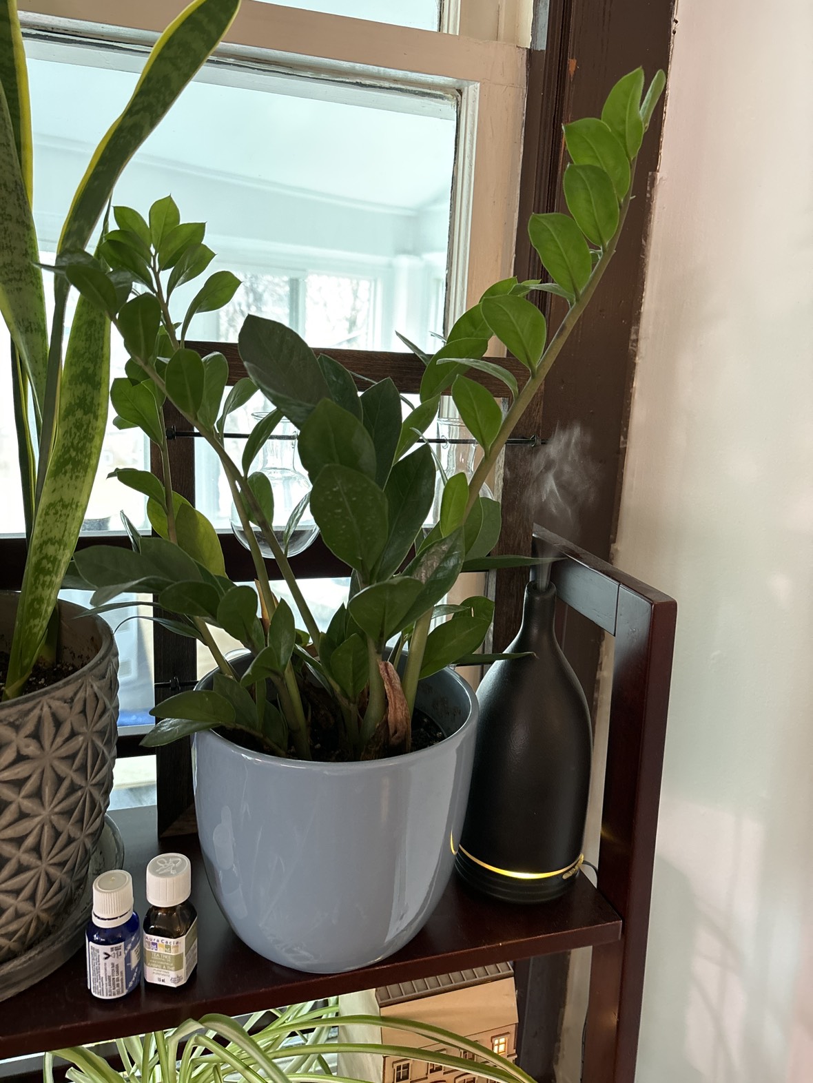 Indoor house plants - photo 2