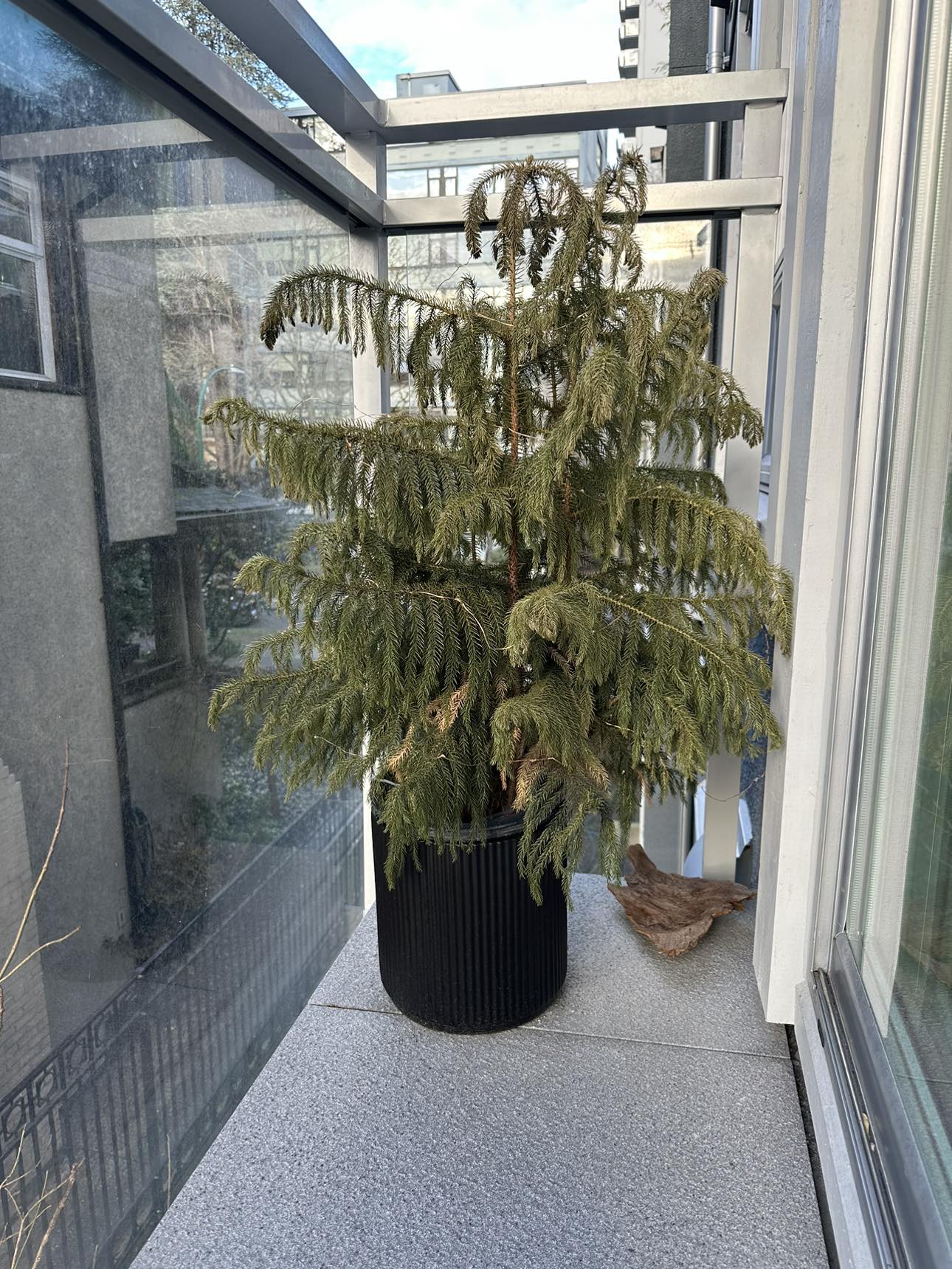FREE plants with pots - photo 2