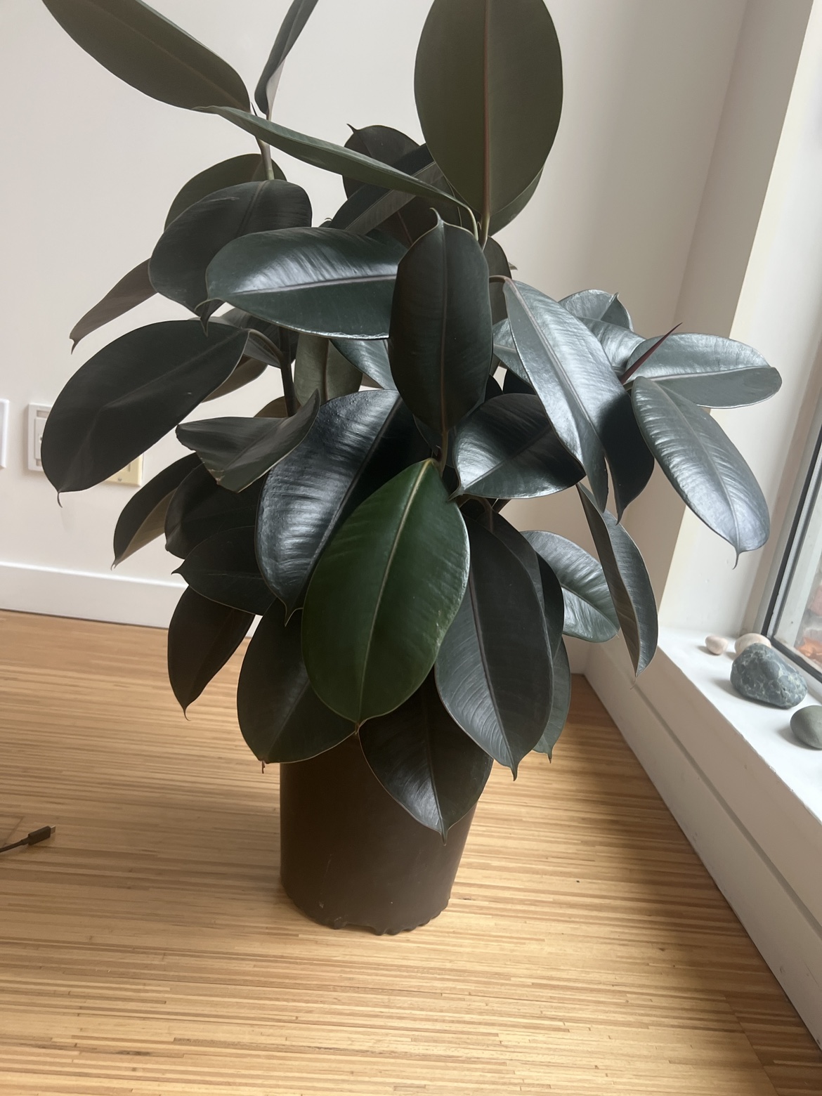 Ficus thumbnail