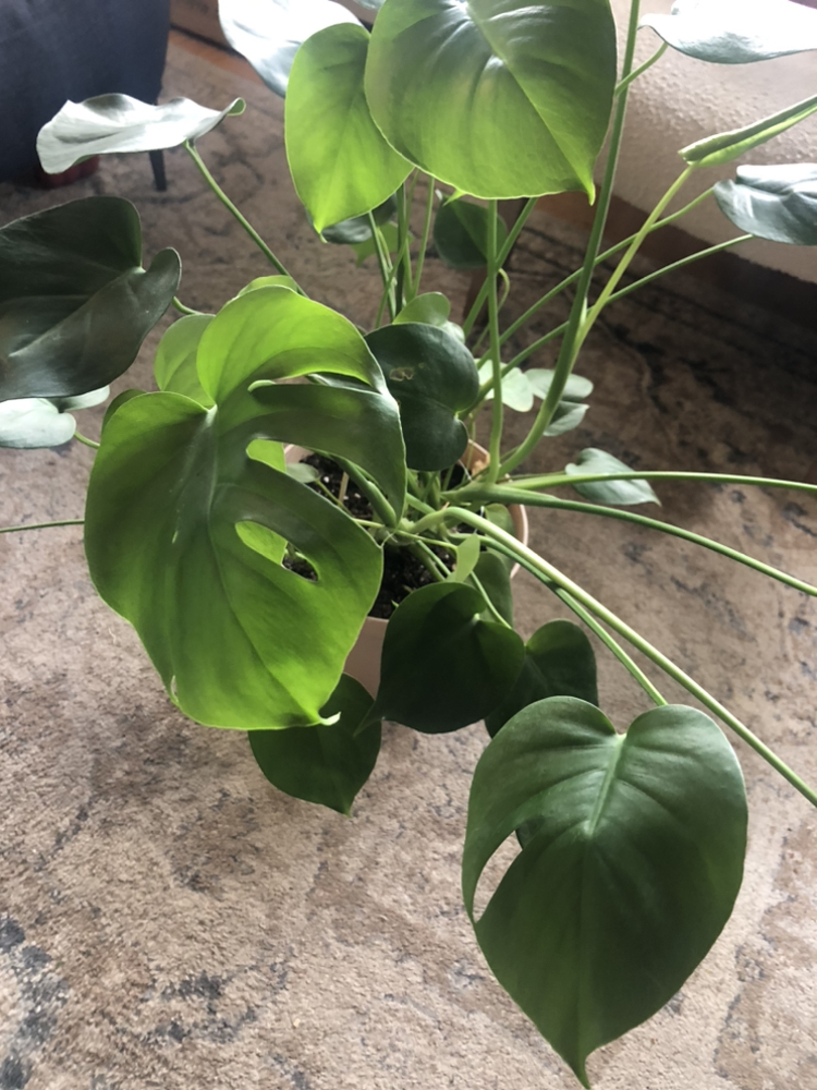 Monstera plant