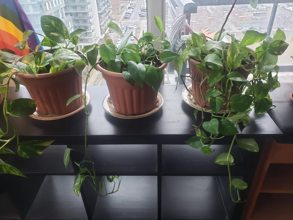 house plants
