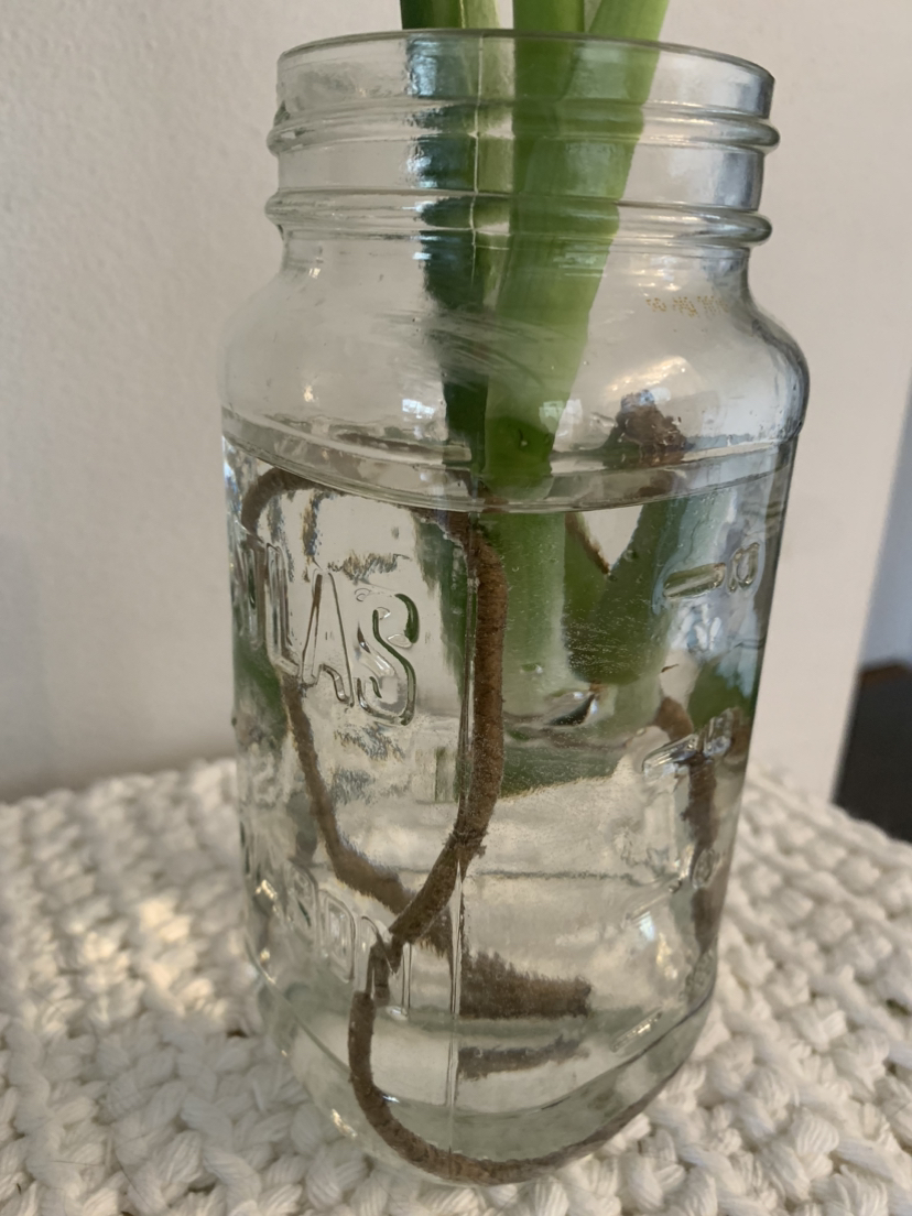 Monstera propagation B #freecycle image indicator(4)
