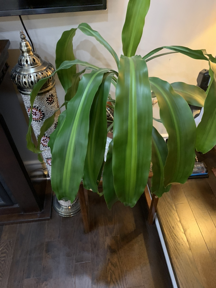 Healthy plant thumbnail