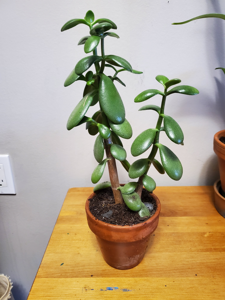 healthy jade plant in a terracotta pot thumbnail