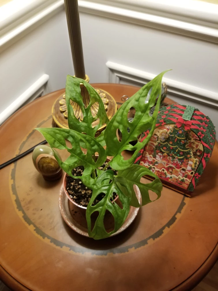 Aloevera. monstera adansonii