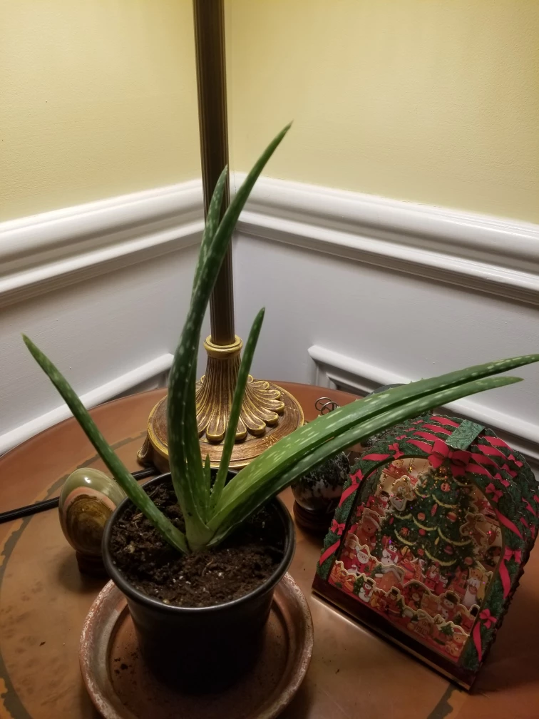 Aloevera. monstera adansonii - photo 3