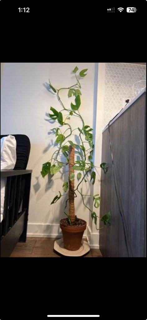 Monstera plant
