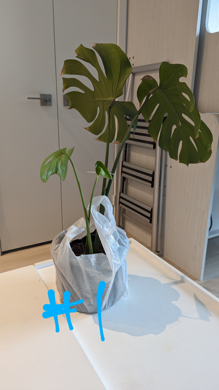 Monstera Deliciosa (Swiss Cheese Plant) image indicator(2)