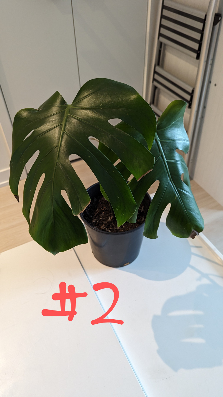 Monstera Deliciosa (Swiss Cheese Plant) image indicator(3)