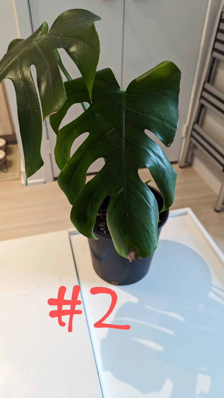 Monstera Deliciosa (Swiss Cheese Plant) image indicator(4)