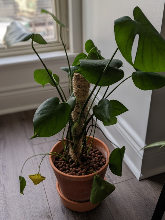 Monstera Deliciosa Plant🌱🪴 [pick up by Mar 23]