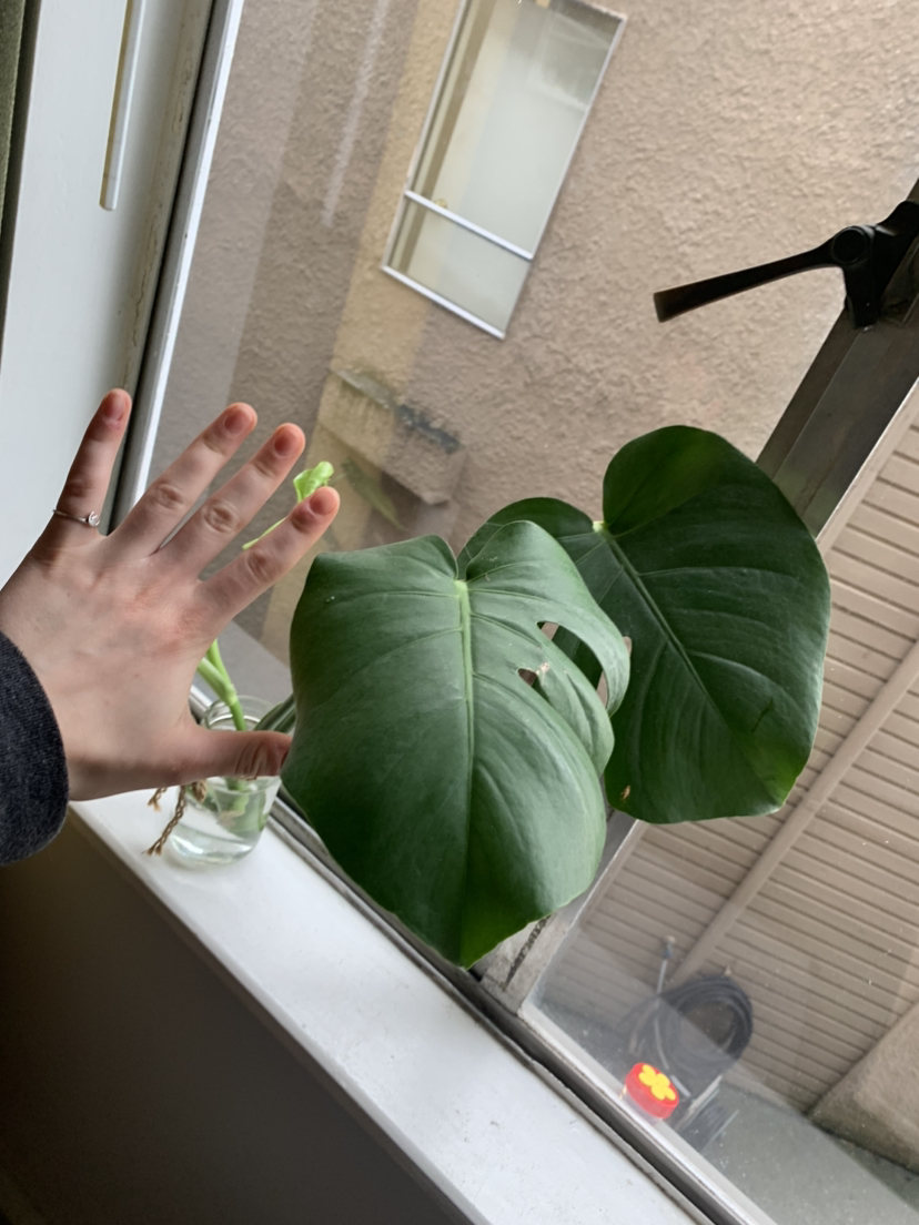 Monstera Propagation A #freecycle image indicator(2)