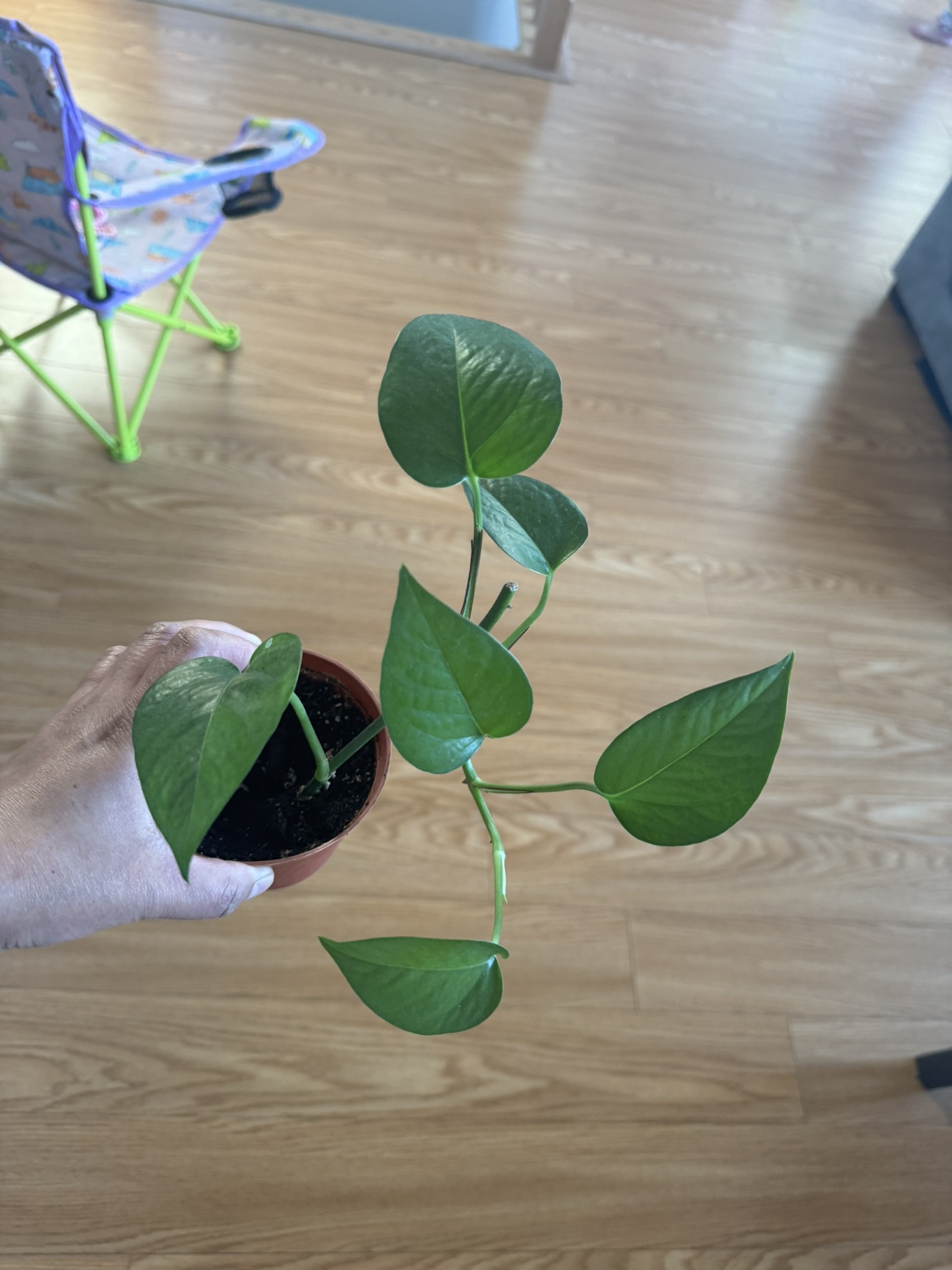 Money plant for sale - photo 3