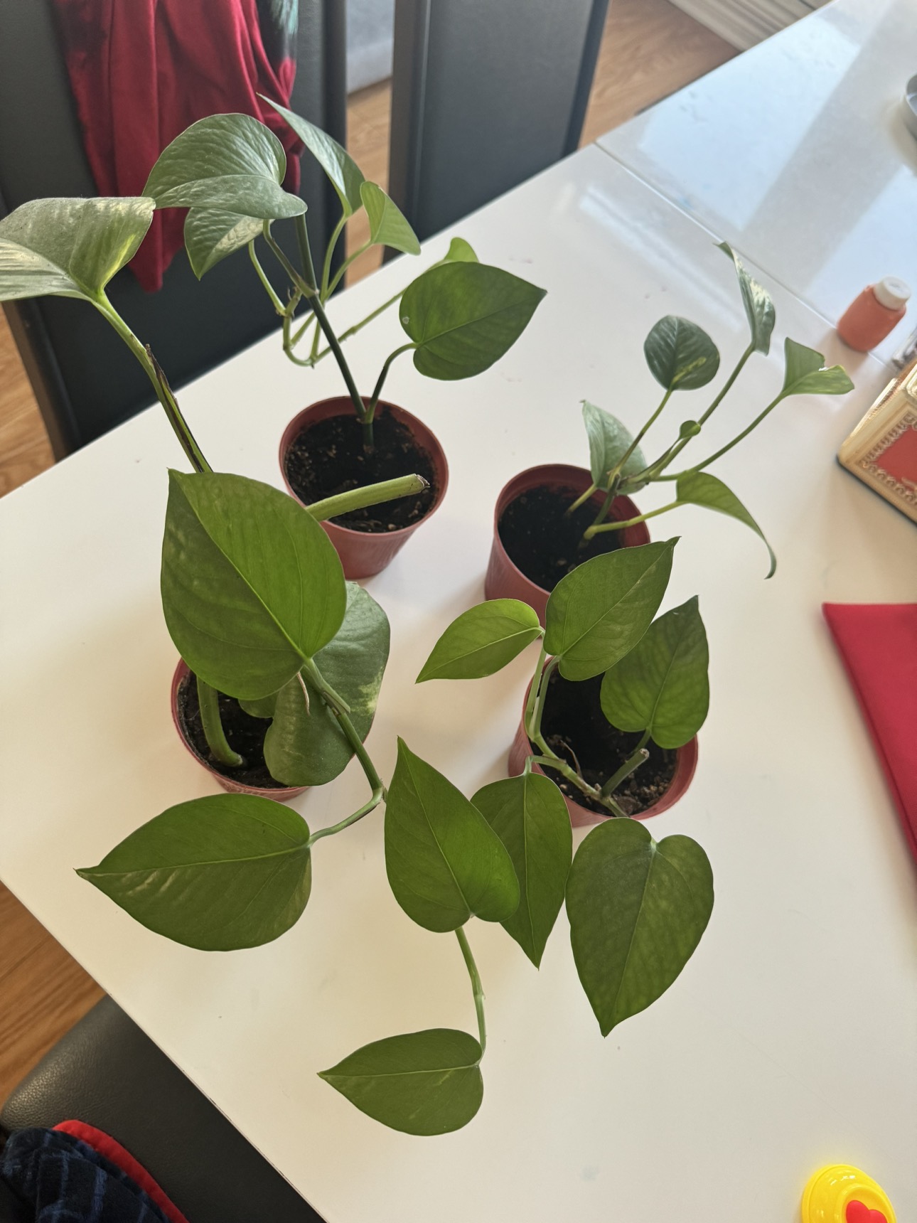 Money plant for sale