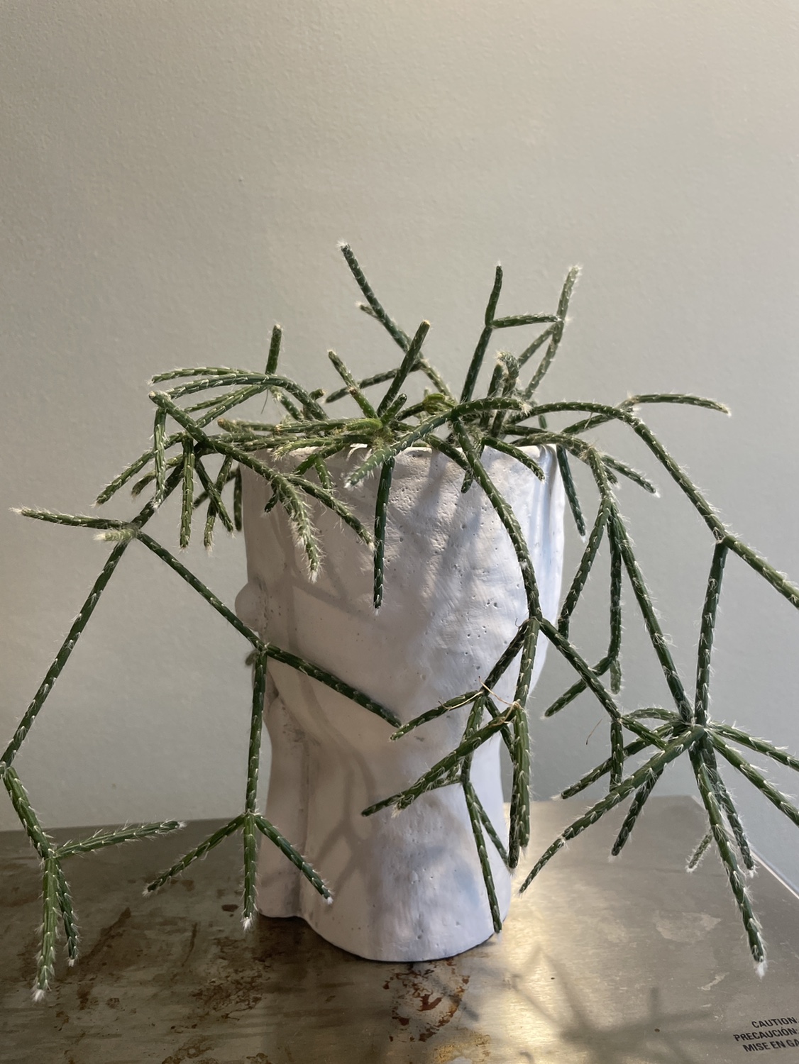 cactus - photo 2