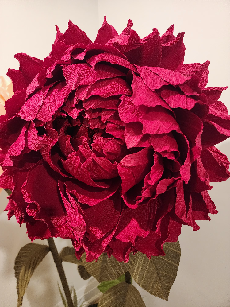 SALE! Beautiful Giant Peonies - photo 3