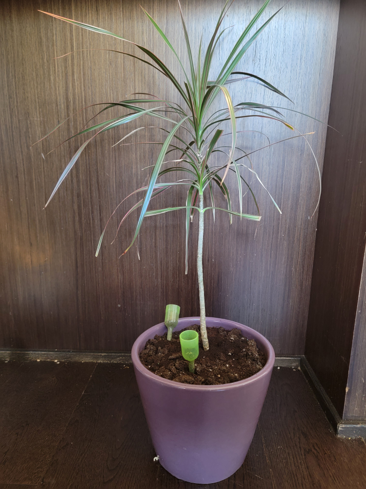 Beautiful Potted Plant