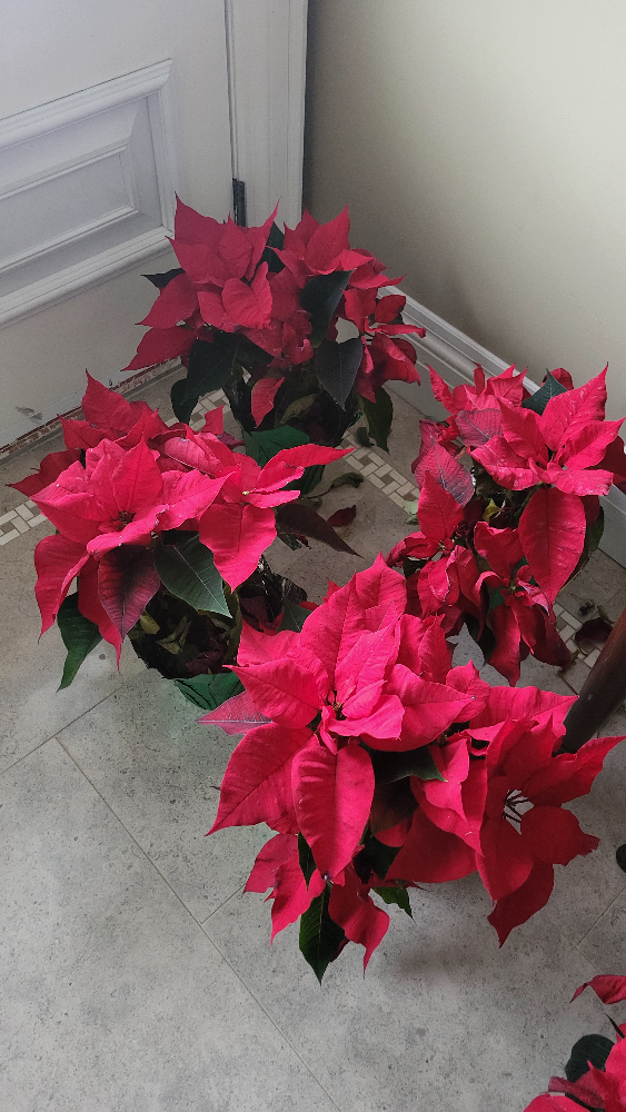 poinsettias thumbnail