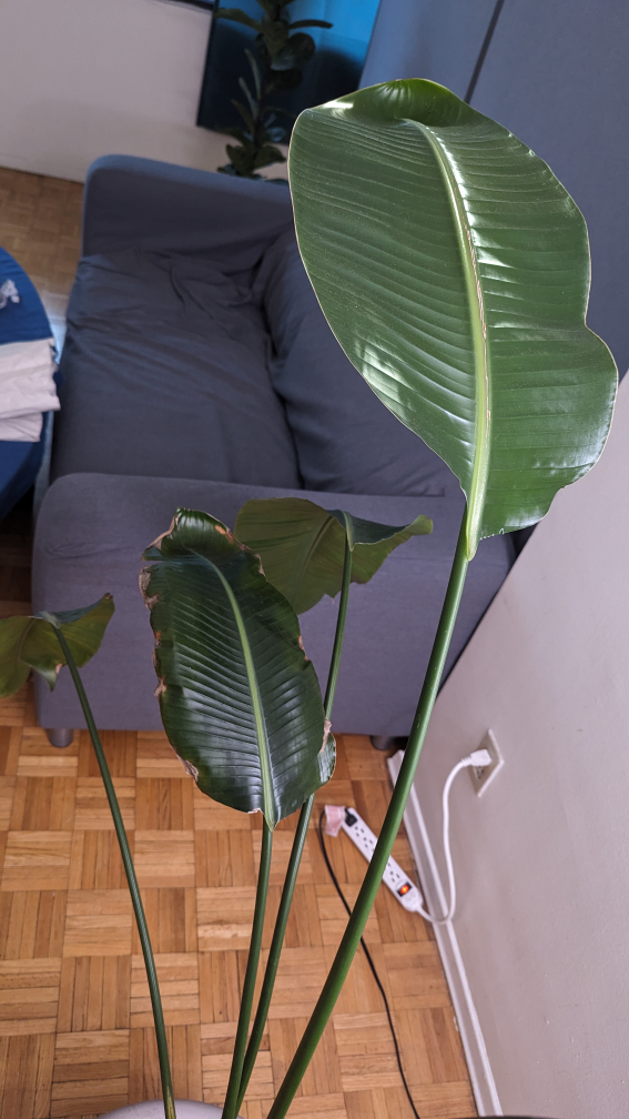 5 feet tall Bird of Paradise 🌱 image indicator(2)