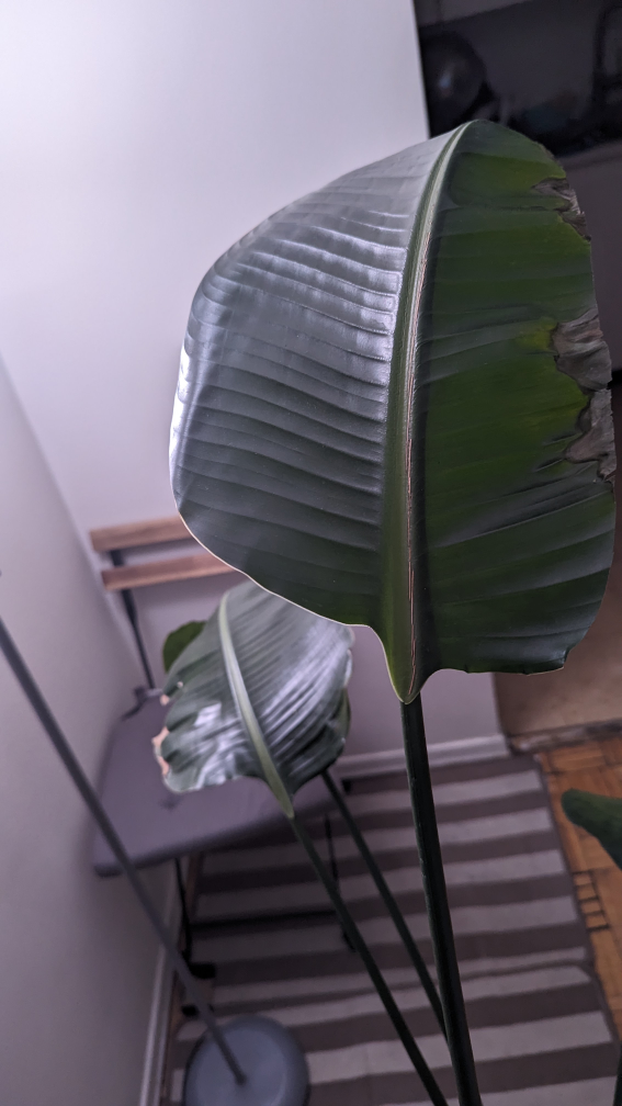 5 feet tall Bird of Paradise 🌱 image indicator(3)