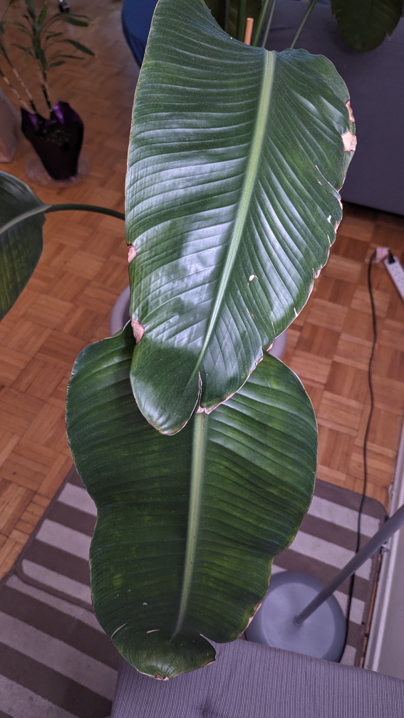 5 feet tall Bird of Paradise 🌱 image indicator(4)