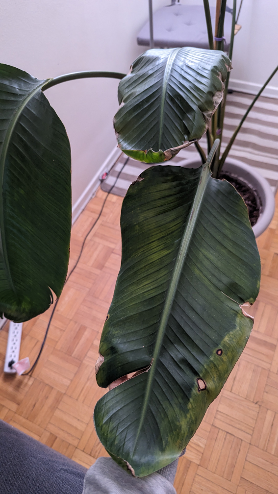 5 feet tall Bird of Paradise 🌱 image indicator(5)