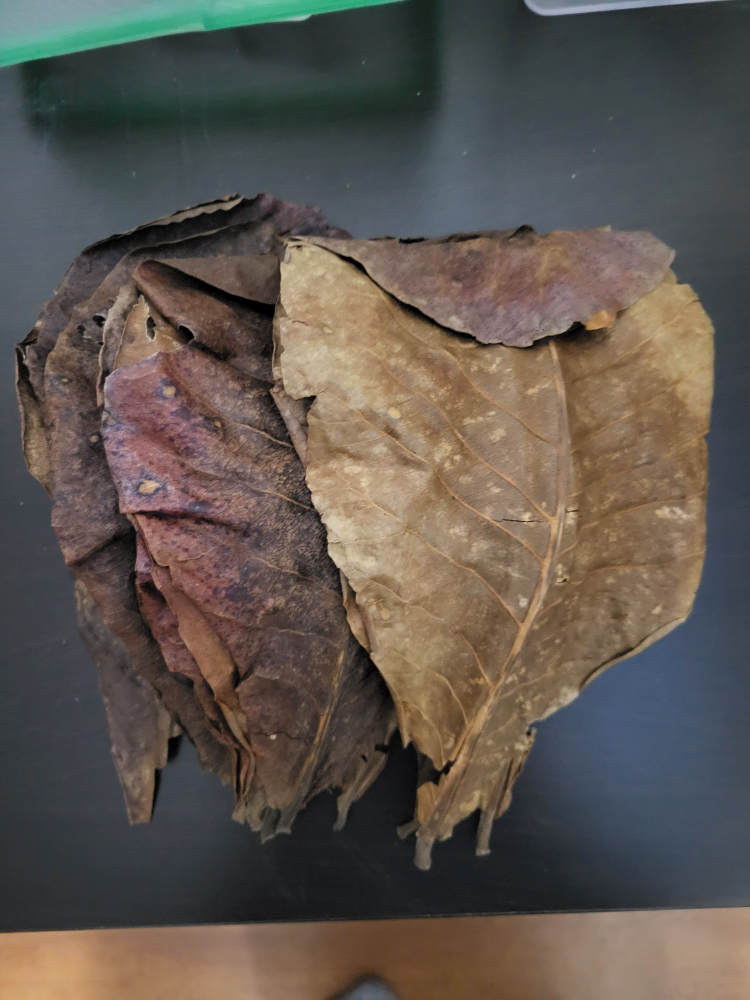 12 pcs indian almond leaves $5 thumbnail