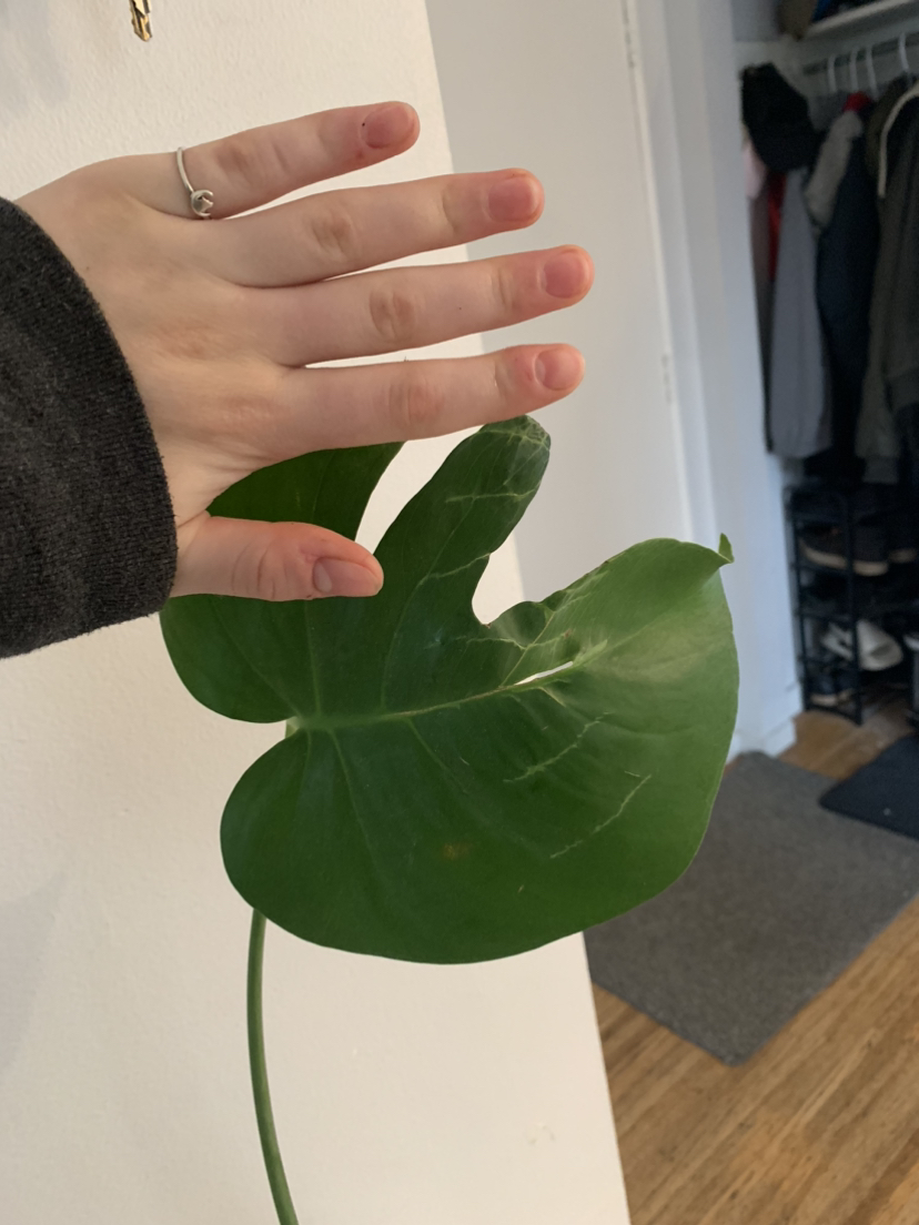 Monstera propagation B #freecycle image indicator(3)