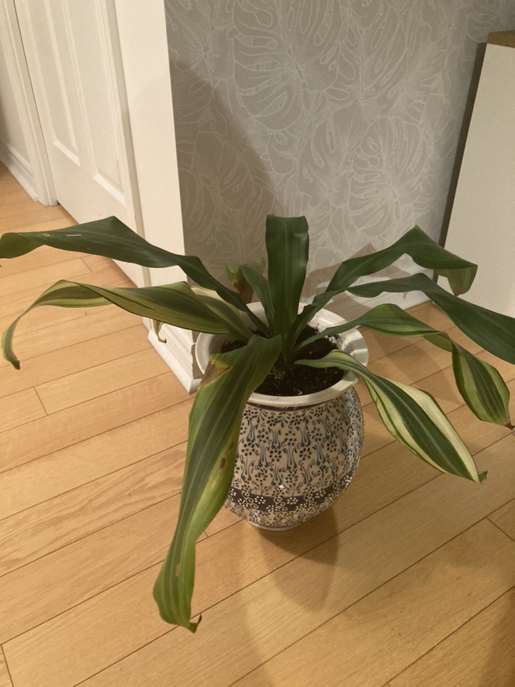 Plant - photo 2