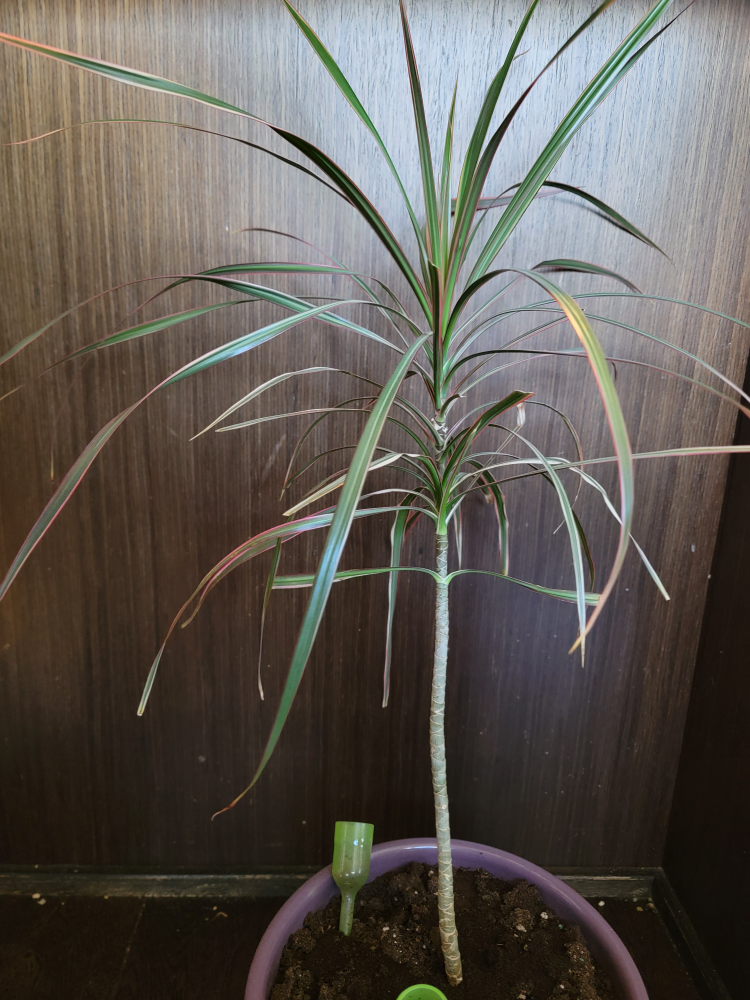 Beautiful Potted Plant - photo 2