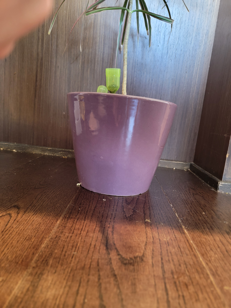 Beautiful Potted Plant - photo 3