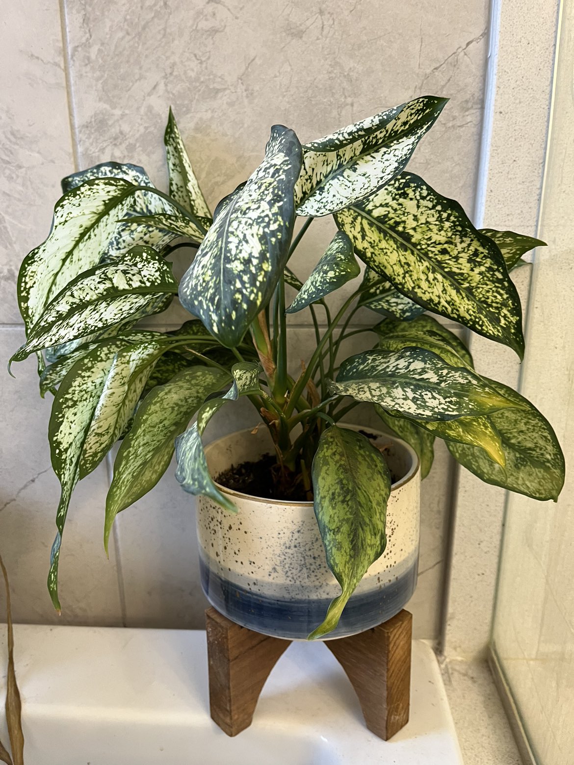 House plant with 8” ceremic planter thumbnail