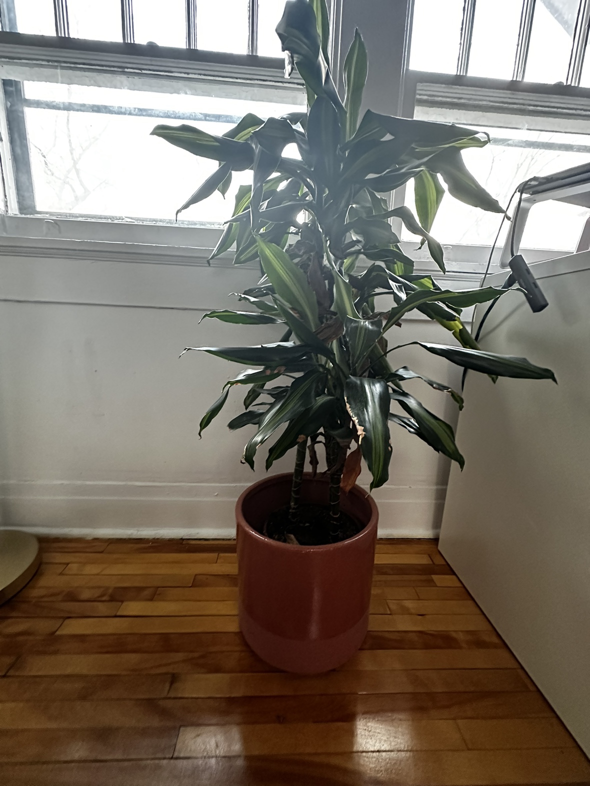 Dracaena plant & two tone dusky pink ceramic pot