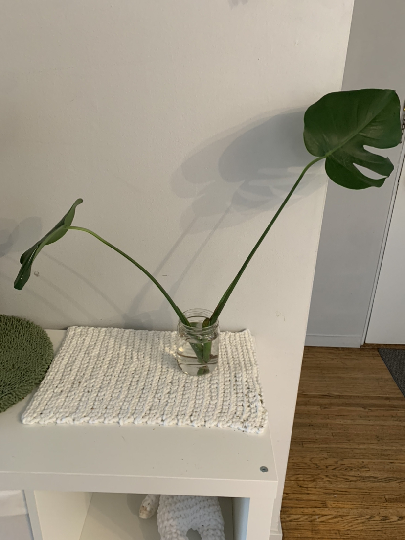 Monstera propagation C #freecycle thumbnail